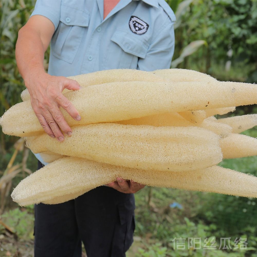 Natural Loofah Luffa Sponge Lo - Body Loofah Natural review and price